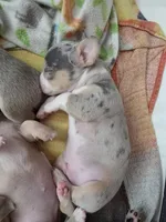Spotty, a male Chihuahua for sale in Rolling Meadows, IL – 6 of 9