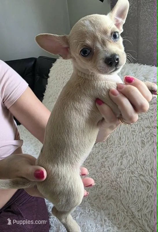 Plamka – Chihuahua puppy for sale in Rolling Meadows, IL