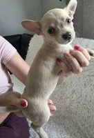 Plamka, a female Chihuahua for sale in Rolling Meadows, IL – 1 of 7