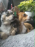 Plamka, a female Chihuahua for sale in Rolling Meadows, IL – 6 of 7