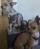 Plamka, a female Chihuahua for sale in Rolling Meadows, IL – 7 of 7