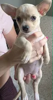 Plamka, a female Chihuahua for sale in Rolling Meadows, IL – 2 of 7