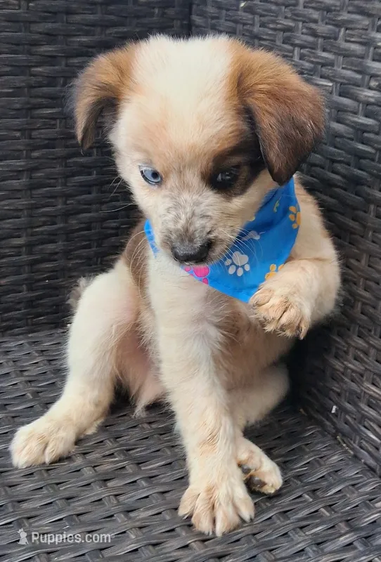 PARKER – Alaskan Husky, Miniature American Shepherd puppy for sale in Mansfield, TX