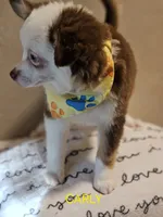 CARLEY, a female Toy Australian Shepherd for sale in Mansfield, TX – 8 of 9