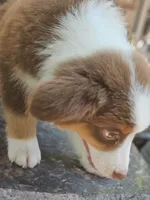 AUTUMN, a female Miniature American Shepherd for sale in Mansfield, TX – 3 of 3