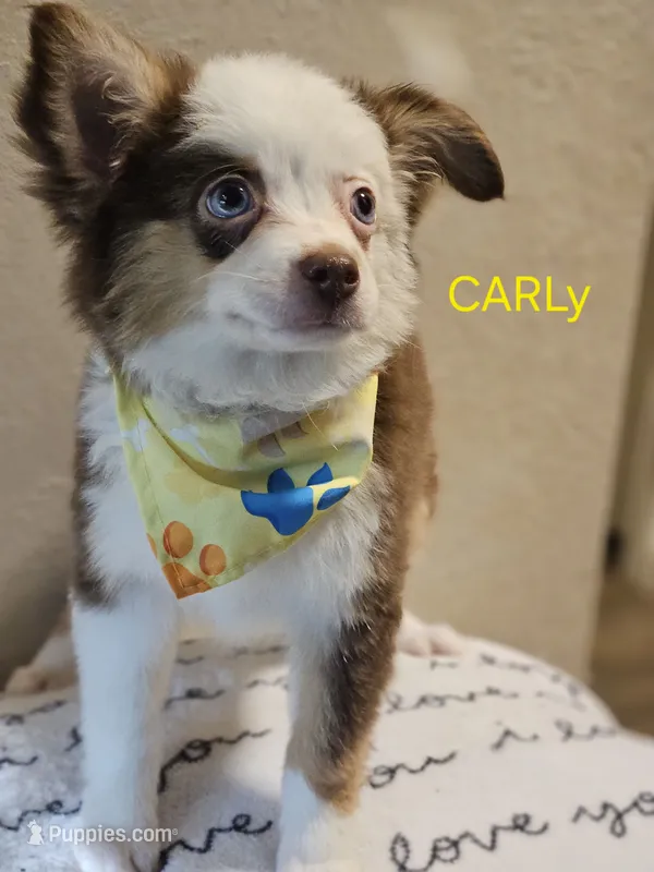 CARLEY – Toy Australian Shepherd puppy for sale in Mansfield, TX