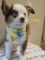 CARLEY, a female Toy Australian Shepherd for sale in Mansfield, TX – 1 of 9