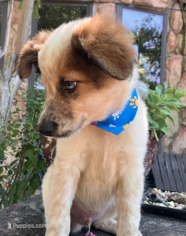 PIERRE – Alaskan Husky, Miniature Australian Shepherd puppy for sale in Mansfield, TX