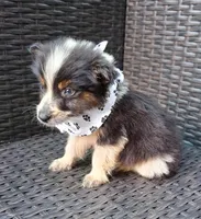 PICKLE , a male Alaskan Husky and Toy Australian Shepherd for sale in Mansfield, TX – 5 of 6