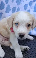 Goldie  , a female Pug and Miniature Australian Shepherd for sale in Mansfield, TX – 7 of 10