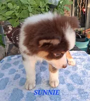 SUNNIE , a male Miniature Australian Shepherd for sale in Mansfield, TX – 6 of 6