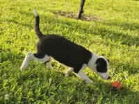 MILO, a male Alaskan Husky and Miniature Australian Shepherd for sale in Mansfield, TX – 4 of 9