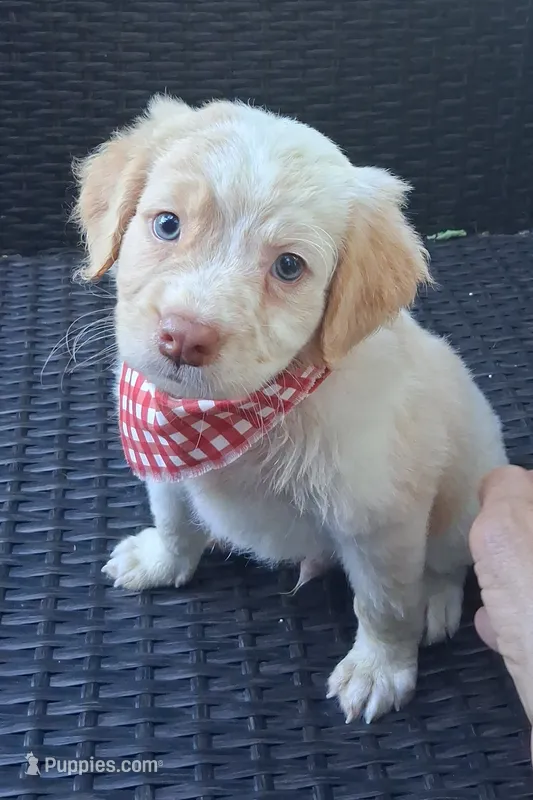 FALKOR – Pug, Miniature Australian Shepherd puppy for sale in Mansfield, TX
