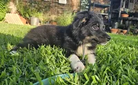 ARCHER , a male Miniature Australian Shepherd for sale in Mansfield, TX – 9 of 10