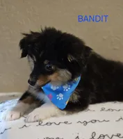 Lil Bandit, a male Toy Australian Shepherd for sale in Mansfield, TX – 5 of 5