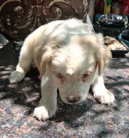 Goldie  (childlike empress), a female Pug and Miniature Australian Shepherd for sale in Mansfield, TX – 3 of 6