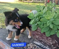 SAMMIE , a male Miniature Australian Shepherd for sale in Mansfield, TX – 4 of 8