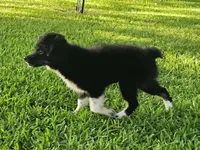 ARCHER , a male Miniature Australian Shepherd for sale in Mansfield, TX – 5 of 10