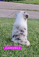 CLEOPATRA II, a female Miniature Australian Shepherd for sale in Mansfield, TX – 8 of 10