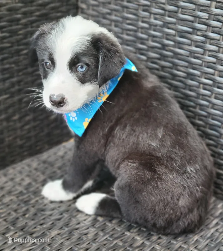 MARCUS – Miniature Australian Shepherd puppy for sale in Mansfield, TX