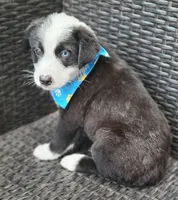 MARCUS, a male Siberian Husky and Miniature Australian Shepherd for sale in Mansfield, TX – Photo 2 of 10