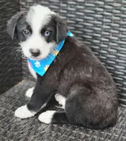 MARCUS, a male Siberian Husky and Miniature Australian Shepherd for sale in Mansfield, TX – Photo 3 of 10