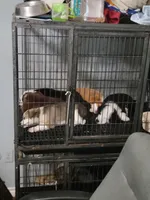 MARCUS, a male Siberian Husky and Miniature Australian Shepherd for sale in Mansfield, TX – Photo 9 of 10