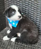 MARCUS, a male Siberian Husky and Miniature Australian Shepherd for sale in Mansfield, TX – Photo 4 of 10