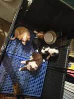 MARCUS, a male Siberian Husky and Miniature Australian Shepherd for sale in Mansfield, TX – Photo 8 of 10