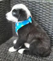 MARCUS, a male Siberian Husky and Miniature Australian Shepherd for sale in Mansfield, TX – Photo 6 of 10
