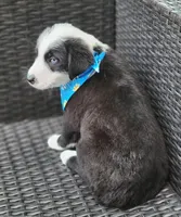 MARCUS, a male Siberian Husky and Miniature Australian Shepherd for sale in Mansfield, TX – Photo 5 of 10