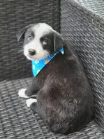 MARCUS, a male Siberian Husky and Miniature Australian Shepherd for sale in Mansfield, TX – Photo 7 of 10