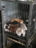 MARCUS, a male Siberian Husky and Miniature Australian Shepherd for sale in Mansfield, TX – Photo 10 of 10