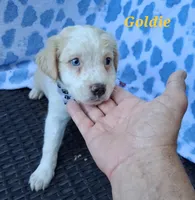 Goldie  , a female Pug and Miniature Australian Shepherd for sale in Mansfield, TX – 10 of 10