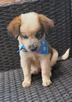 PARKER, a male Alaskan Husky and Miniature American Shepherd for sale in Mansfield, TX – 10 of 10