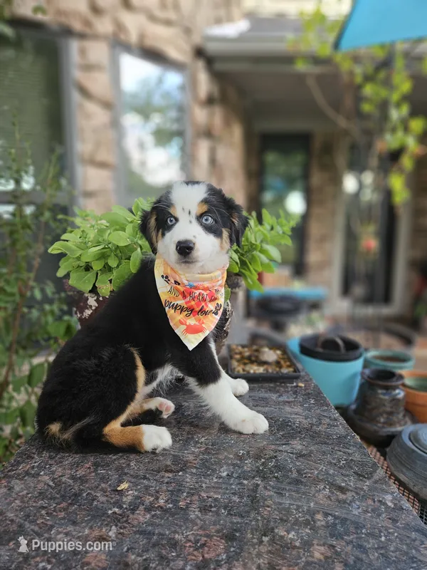 LUCY LU – Miniature Australian Shepherd puppy for sale in Mansfield, TX