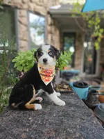 LUCY LU, a female Miniature Australian Shepherd for sale in Mansfield, TX – 5 of 9