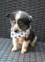 PICKLE , a male Alaskan Husky and Toy Australian Shepherd for sale in Mansfield, TX – 4 of 6