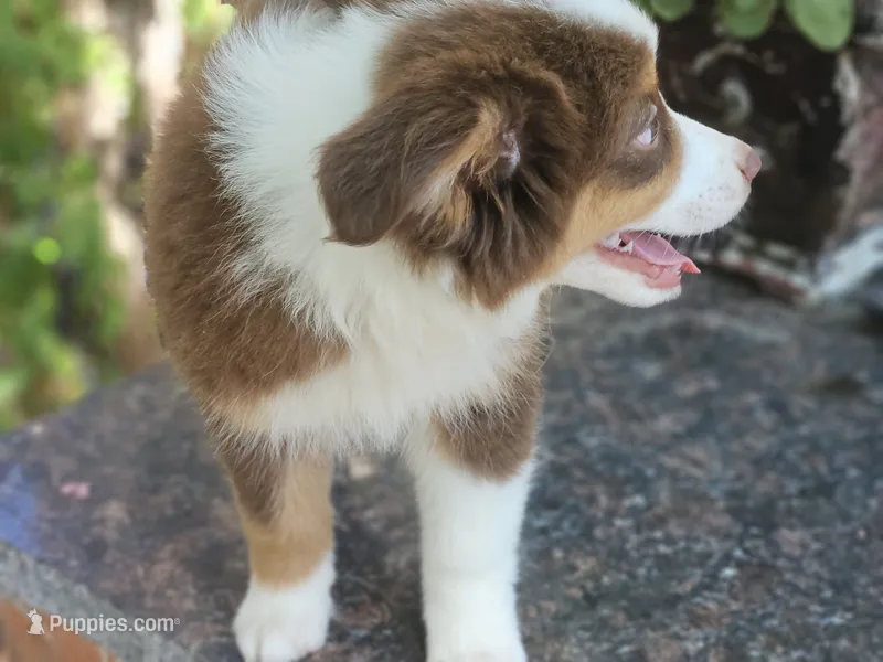 AUTUMN – Miniature American Shepherd puppy for sale in Mansfield, TX