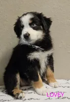 LOVEY, a female Miniature Australian Shepherd for sale in Mansfield, TX – 2 of 7