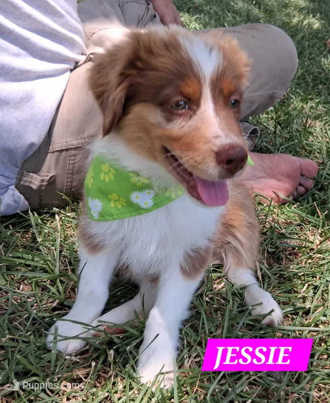 JESSIE  – Miniature Australian Shepherd puppy for sale in Mansfield, TX