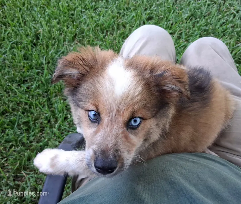 PRINCE – Alaskan Husky, Miniature Australian Shepherd puppy on hold in Mansfield, TX