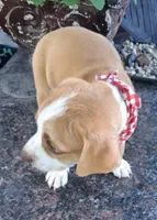 ATRAYU, a male Pug and Miniature Australian Shepherd for sale in Mansfield, TX – 7 of 7