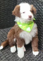MALECHI, a male Miniature Australian Shepherd for sale in Mansfield, TX – 8 of 10