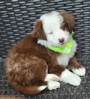 MALECHI, a male Siberian Husky and Miniature American Shepherd for sale in Mansfield, TX – Photo 2 of 2