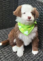 MALECHI, a male Miniature Australian Shepherd for sale in Mansfield, TX – 2 of 10