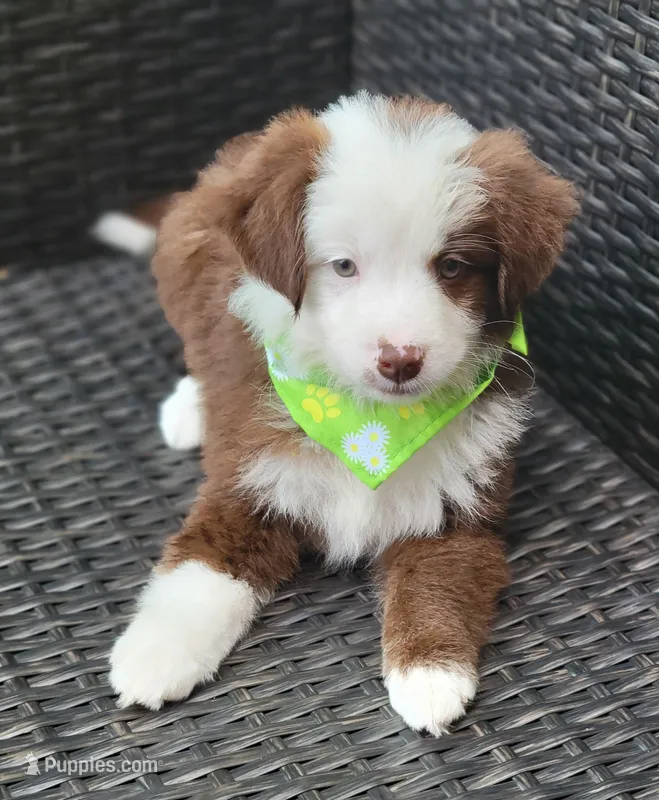 MALECHI – Miniature Australian Shepherd puppy for sale in Mansfield, TX
