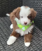 MALECHI, a male Miniature Australian Shepherd for sale in Mansfield, TX – 1 of 10