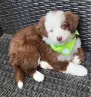 MALECHI, a male Miniature Australian Shepherd for sale in Mansfield, TX – 6 of 10