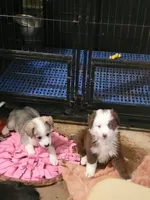 MALECHI, a male Miniature Australian Shepherd for sale in Mansfield, TX – 3 of 10